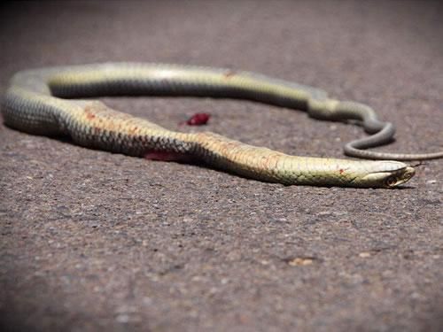 孕婦夢見死蛇(寶寶真的會很健康嗎)