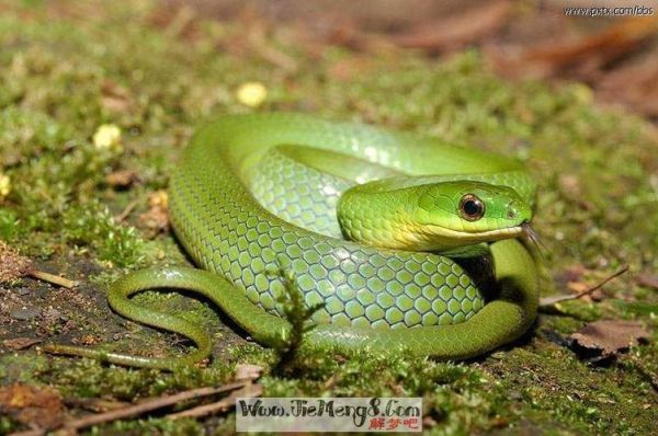 夢(mèng)見大蛇吃小蛇(是貴人相助還是考驗(yàn)來(lái)臨)