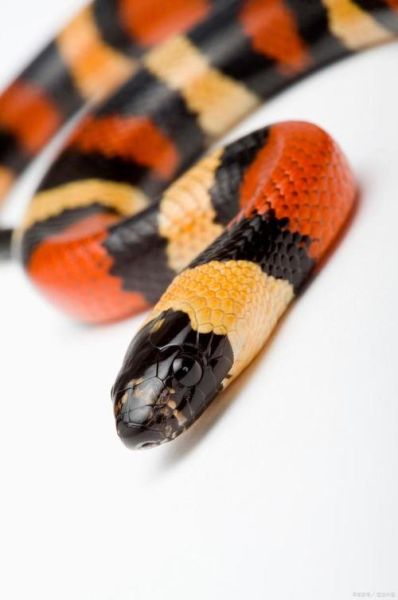 夢(mèng)見彩色的蛇(是吉兆還是兇兆)