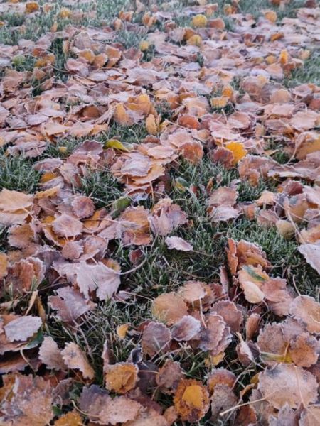 芬蘭氣溫多少度(從幾度到幾度)