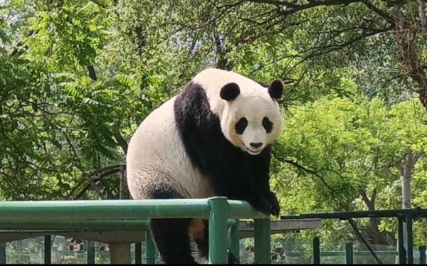 天津動物園( 能看到大熊貓嗎)
