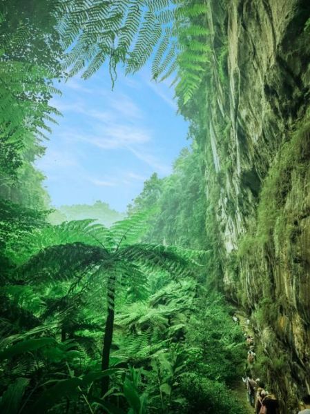 桫欏峽谷(你去探險了嗎)