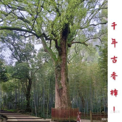 江門圭峰山風(fēng)景區(qū)，聽說那里有好多古樹，你去過嗎？聽說那里還有好多珍稀植物，你去過嗎？