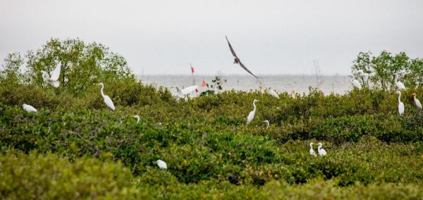 湛江紅樹(shù)林(有什么獨(dú)特之處)
