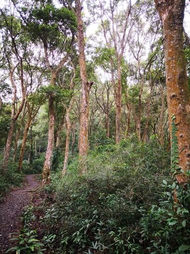 陸河旅游景點(diǎn)大全(還是去南萬(wàn)紅椎林體驗(yàn)生態(tài))