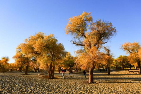 額濟(jì)納旗胡楊林(還是生命的絕唱)