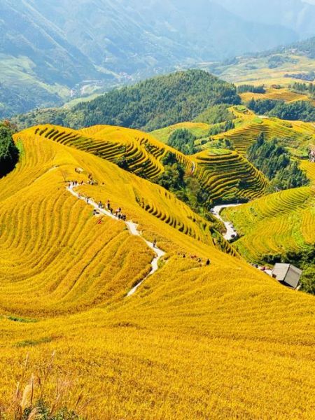 龍勝梯田攻略(當(dāng)?shù)靥禺a(chǎn)有哪些)