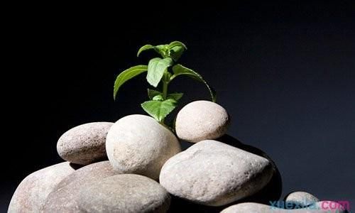 頑強造句(能改變世界嗎)