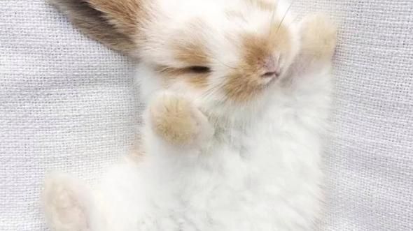 兔子的生活習性和特點(它們的睡覺姿勢有什么特點)