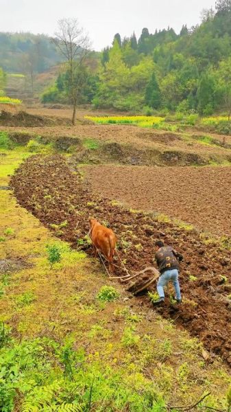 農(nóng)村生活方式( 你對(duì)農(nóng)村生活了解多少)