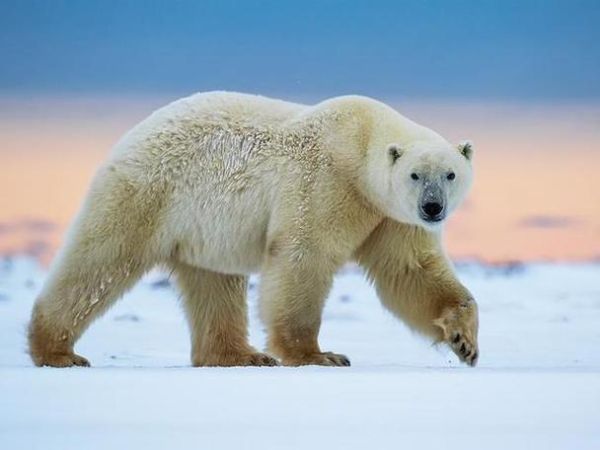 北極熊生活在南極還是北極(它們能適應(yīng)南極的環(huán)境嗎)