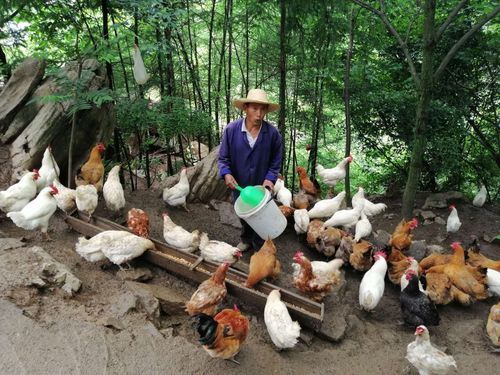 山村養(yǎng)殖戶的悠閑生活(是怎樣度過(guò)的)