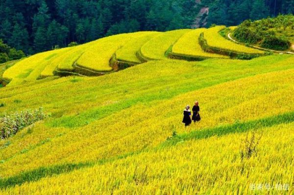 悠然田園生活(  怎樣才能在田園生活中收獲幸福)