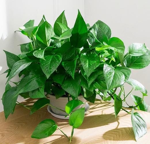 綠蘿生活環(huán)境( 衛(wèi)生間是不是最合適的地方)