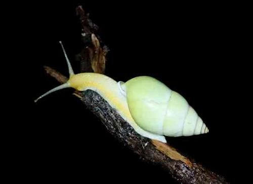 蝸牛生活環(huán)境( 蝸牛為什么喜歡晚上出來(lái)活動(dòng))