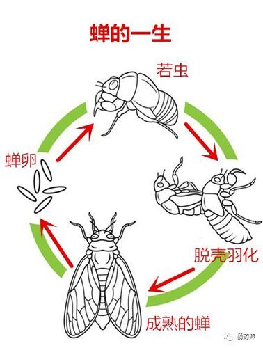 蟬的生活習(xí)性( 它們的一生都在干什么)