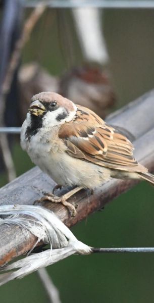 麻雀生活環(huán)境(它們是不會(huì)走路的鳥(niǎo)嗎)